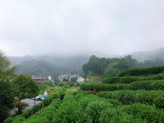 -龙井村