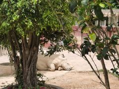 -泉州海丝野生动物世界
