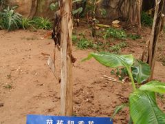 芭蕉-石家庄市植物园