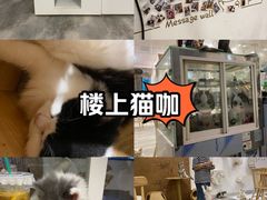 -楼上猫咖(罗湖店)