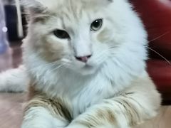-纳吉亚猫专科动物医院博雅分院