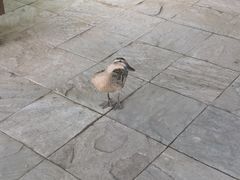-古塔公园