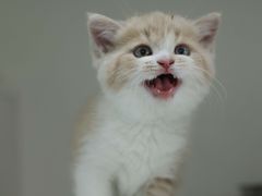 -lincat·猫舍(广州店)
