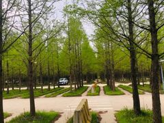 -渡海小渔村.老辈日照菜