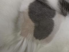 -创凡宠物医院·骨专科  猫科中心(西乡分院)