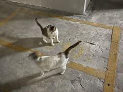 -乐琪宠物医院·犬猫专科·骨外科·急重症