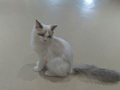 -藏猫猫咖啡主题馆(中央大道店)