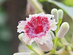 -国家植物园