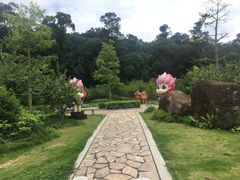-广州市流溪河国家森林公园