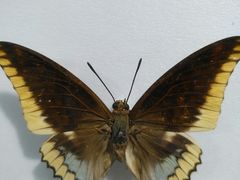 -上海昆虫博物馆