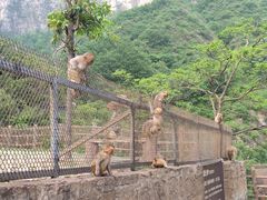 -云台山风景名胜区