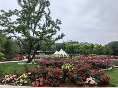 -大望京公园