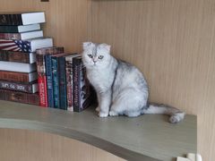 -飞行喵MR PILOT|猫舍·猫咖(静安大融城店)