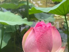 -广州莲花山旅游区