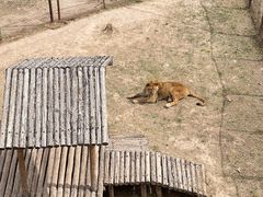 -青藏高原野生动物园