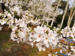 -武汉大学-樱园
