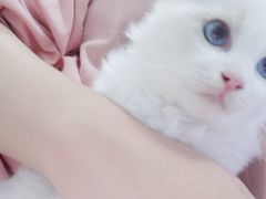 -喵的天空名猫咖啡馆·撸猫·猫舍·用品