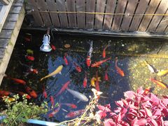 -老洋房花园饭店(绍兴路店)