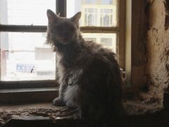 店里的猫咪-玛吉阿米·餐吧