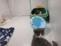 -1013 PET SHOP精品宠物商店(丁香店)