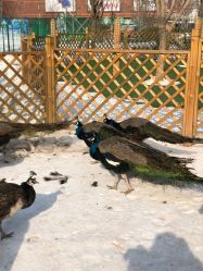 -萌宠亲子动物乐园(槐房万达店)