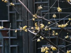 -青果巷历史文化街区