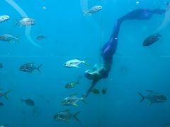 -瑞德姆美人鱼海底演艺主题餐厅(亚龙湾店)