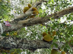 android_upload_pic-三亚亚龙湾凯莱仙人掌度假酒店