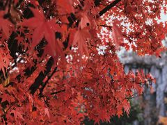 -花开海上生态园
