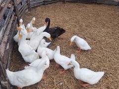 -HERRE·FARM 赫尔露营农场·团建聚会包场