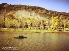 -千年银杏谷文化旅游区