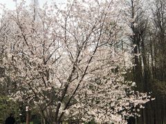 -杭州植物园
