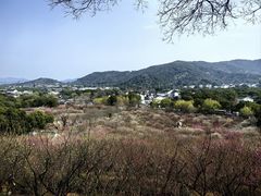 -香雪海