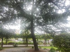 -嘉定紫藤园