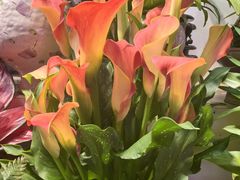 -花鸟鱼虫鲜花绿植市场(玉泉路店)