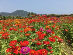 -亚龙湾国际玫瑰谷