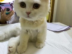 -宠爱国际动物医院· 猫科· 外科·中兽医(长白店)