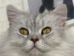 -平行世界·猫咖(首经贸店)