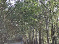 -三水森林公园