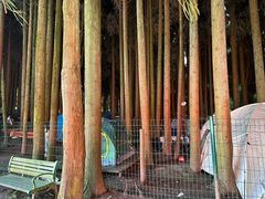 -武陵山森林公园