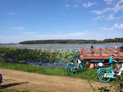 -丁香湖公园