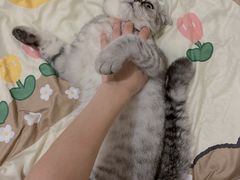 -福懋动物医院·犬猫全科·外科·重症科(杏林分院)