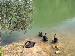 -广州白江湖森林公园