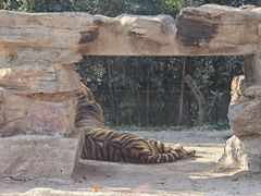 -上海野生动物园老虎餐厅