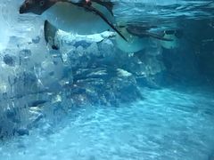 -帝企鹅自助餐厅•儿童岛•真企鹅(长隆企鹅酒店)