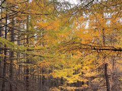 -苏木山森林公园