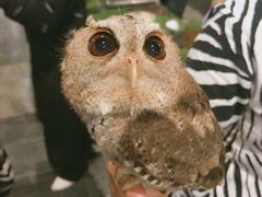 -清迈夜间动物园