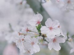 -顾村公园