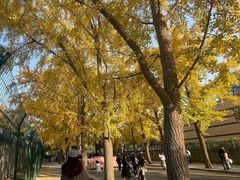 -三里屯东五街银杏大道