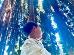 -武陵山森林公园